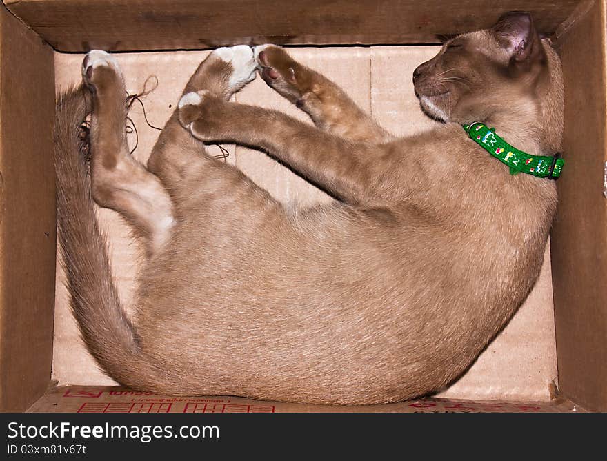 A brown cat sleeping in cardboard boxes. A brown cat sleeping in cardboard boxes.