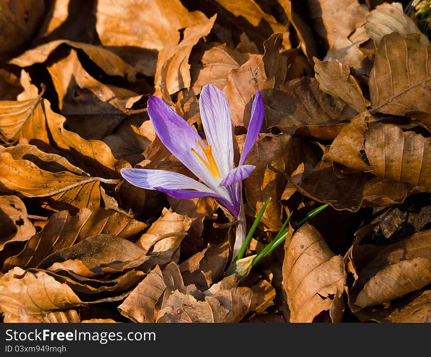 Crocus In Beech Dead Leaves