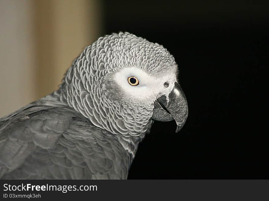 Photo with head of big gray parrot