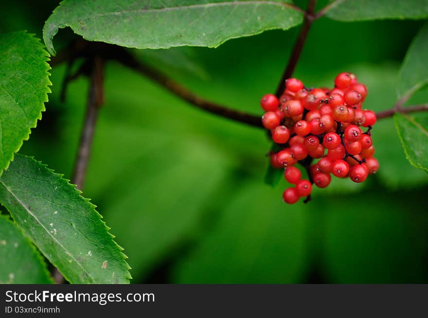 Red Berries with Green Leaves