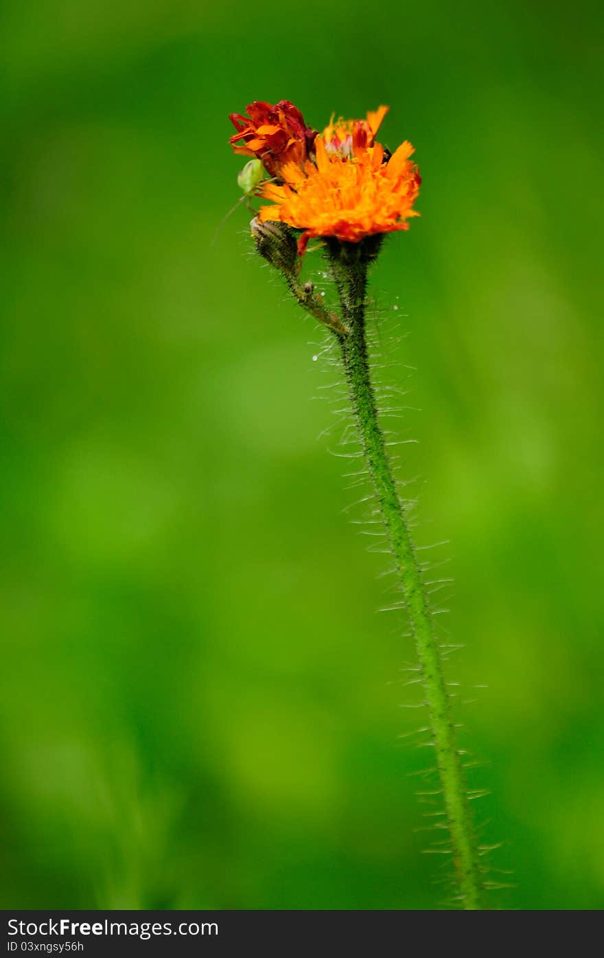 Orange Flower - Mouse-ear Hawkweed on Green Background