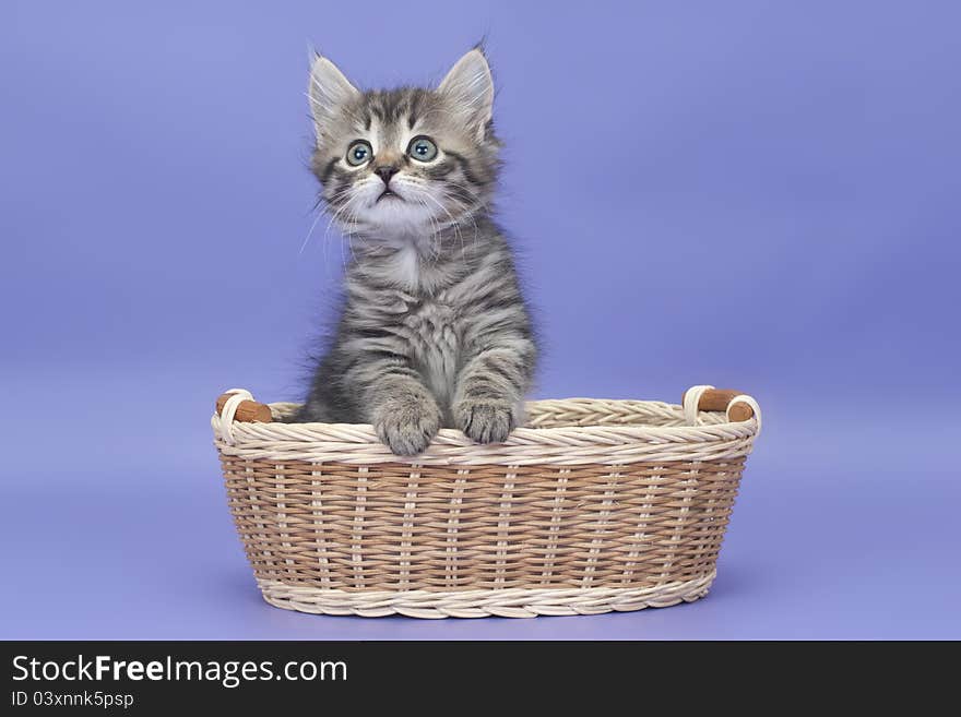 Siberian kitten on purple background in the basket