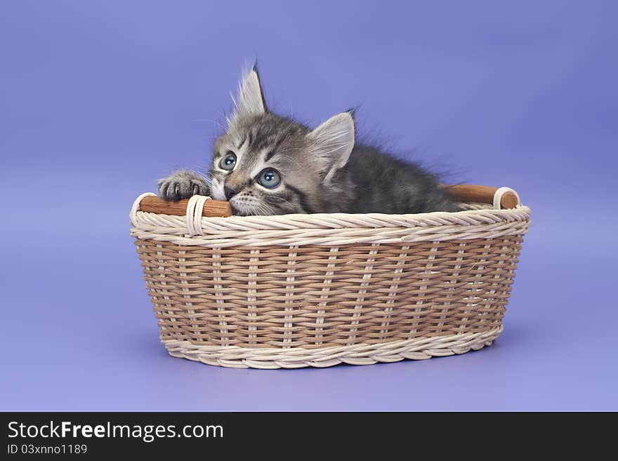 Siberian kitten on purple background in the basket