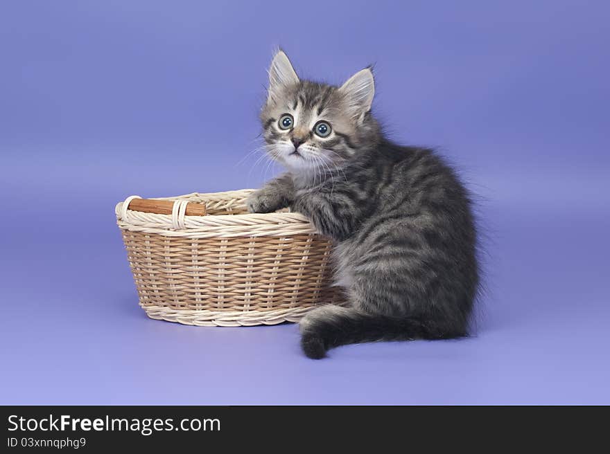 Siberian kitten on purple background in the basket