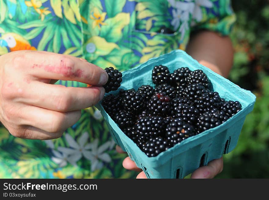 The blackberry berry in the bucket