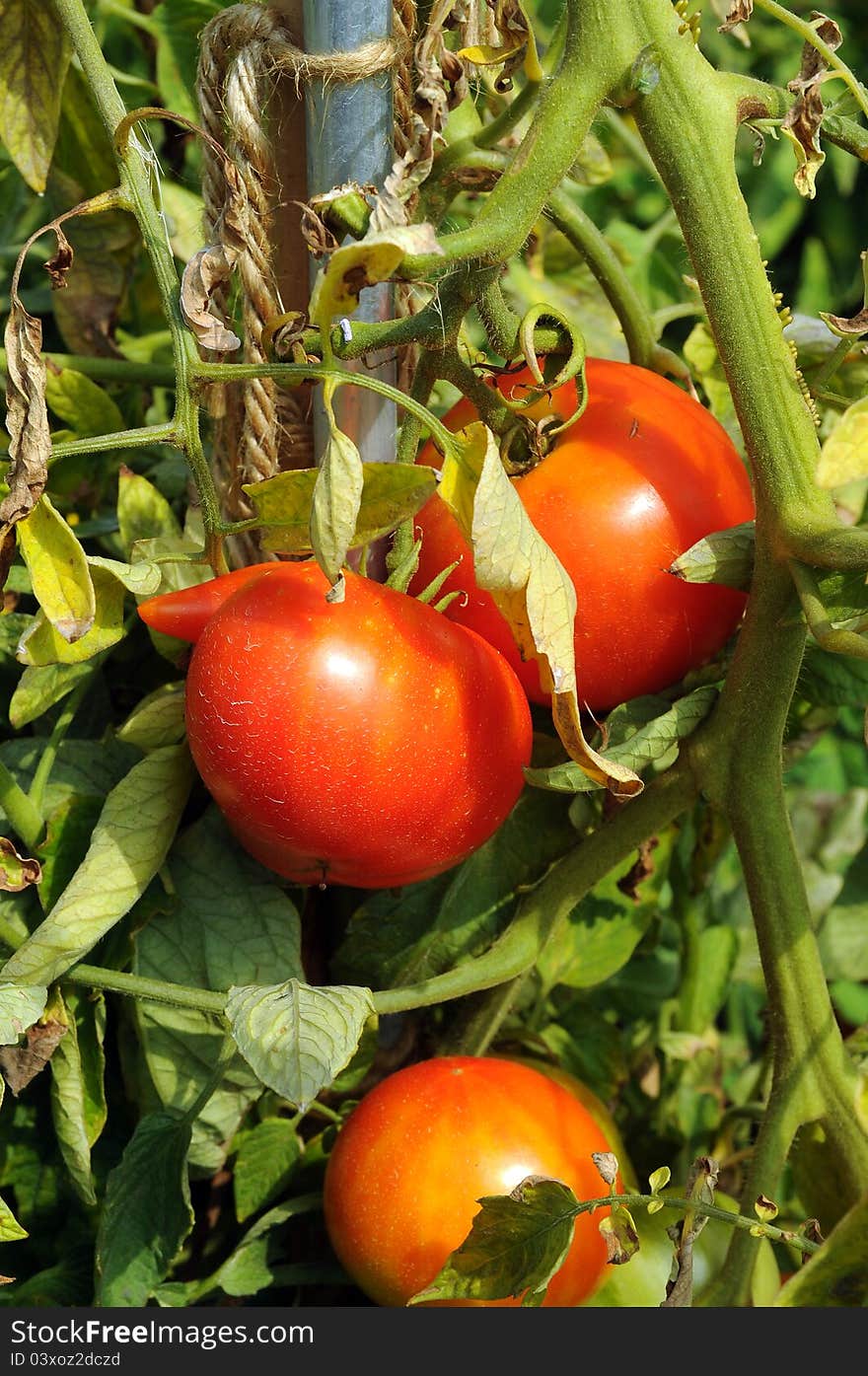 Bunch with three big red tomatoes