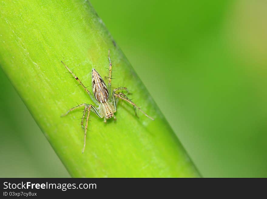 A spider on a green plant