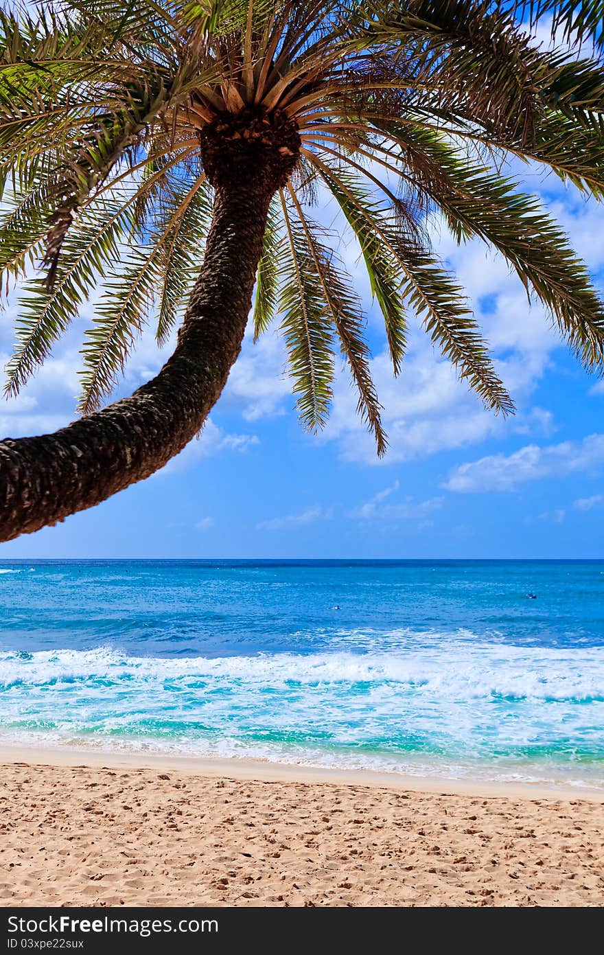 Beautiful palm tree over white sand beach. Summer nature view. Beautiful palm tree over white sand beach. Summer nature view.