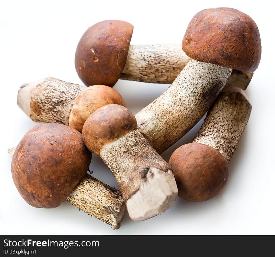 Mushrooms isolated on white background