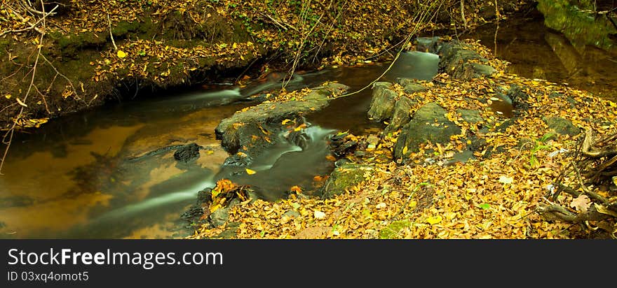 Forest at autumn 3