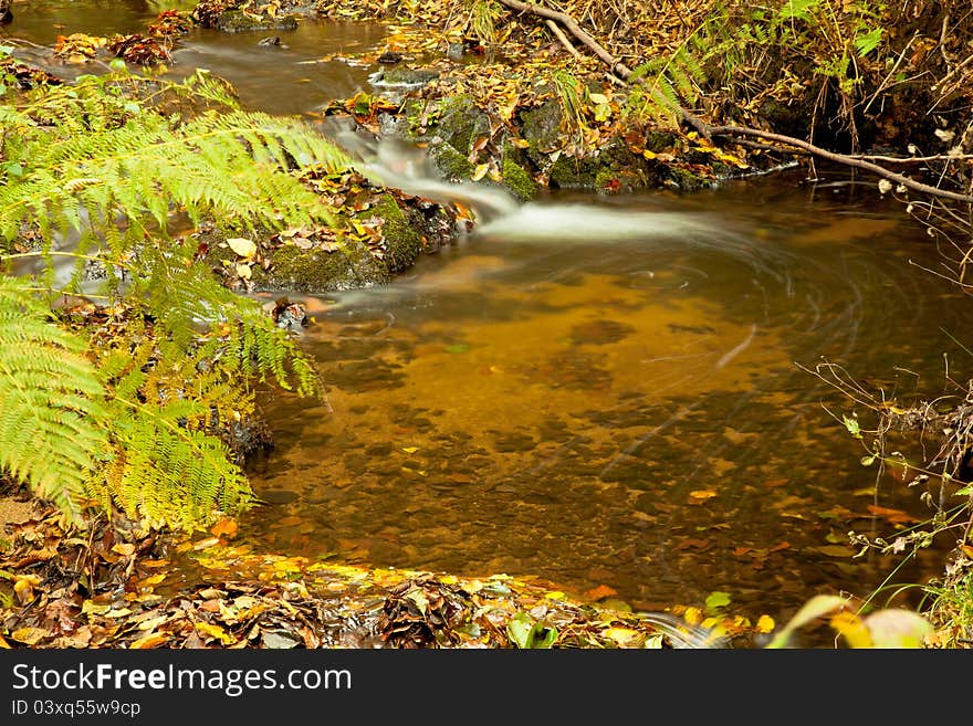 Forest at autumn