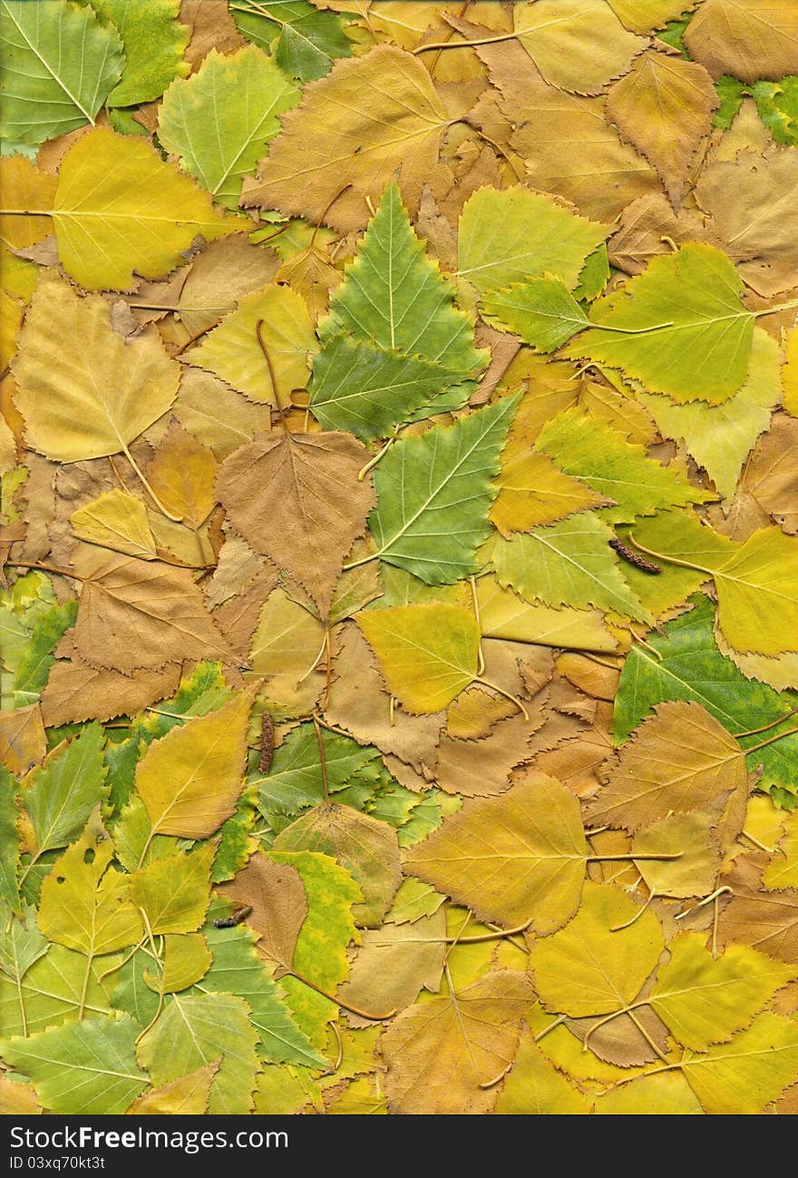 The texture, color and variety of fallen autumn leaves. The texture, color and variety of fallen autumn leaves.