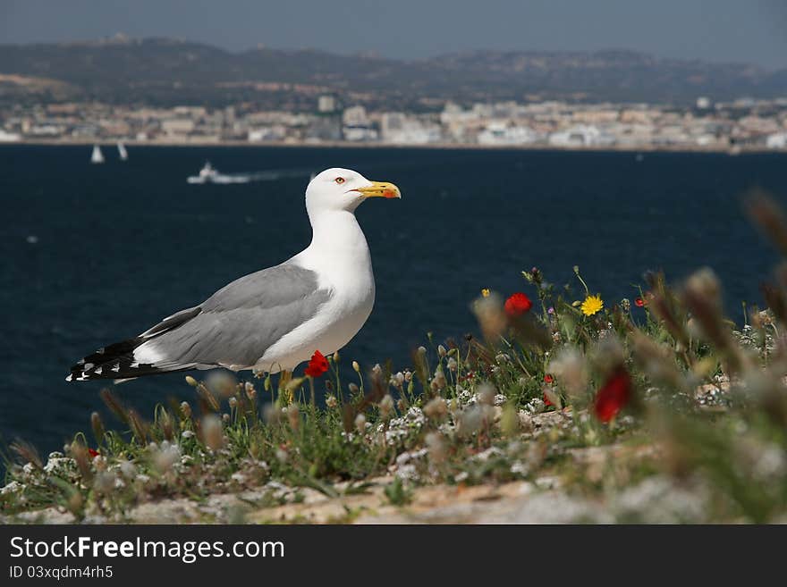 Black-headed gull