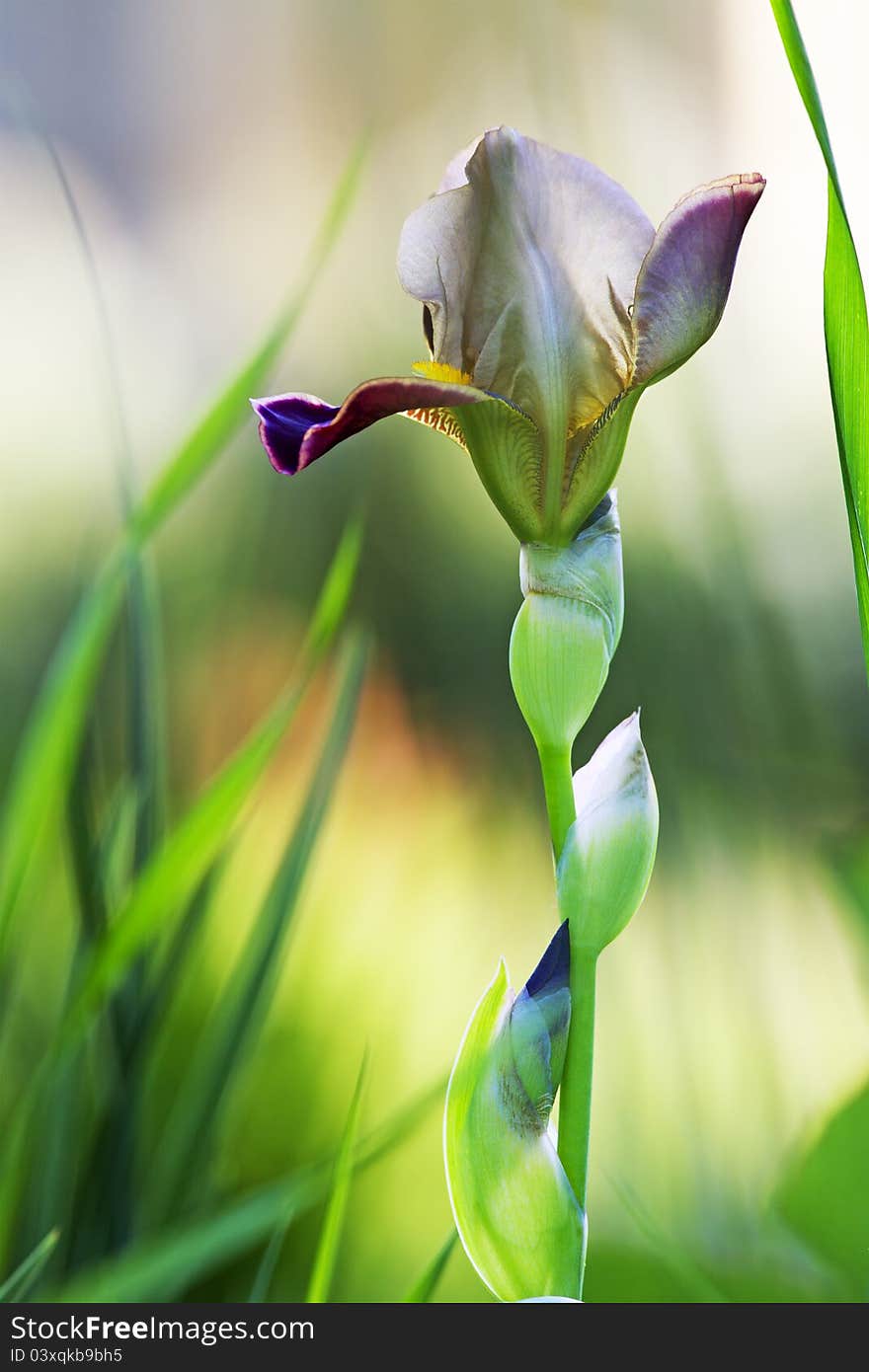 Iris in grass