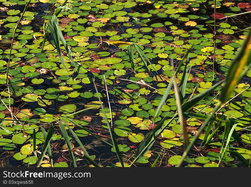 Plants In The Lake Water