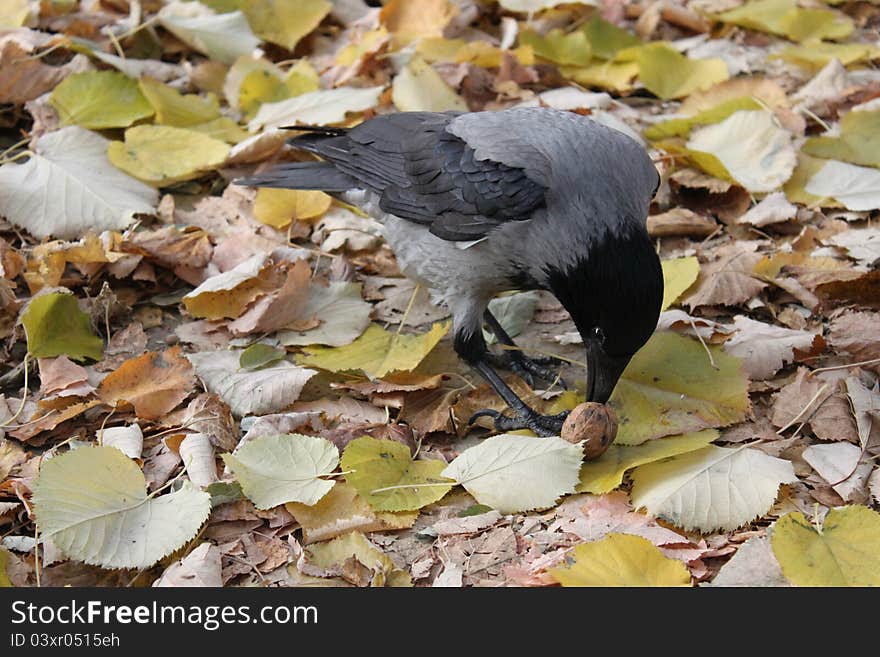 Crow with nut in beak on dried leaves.