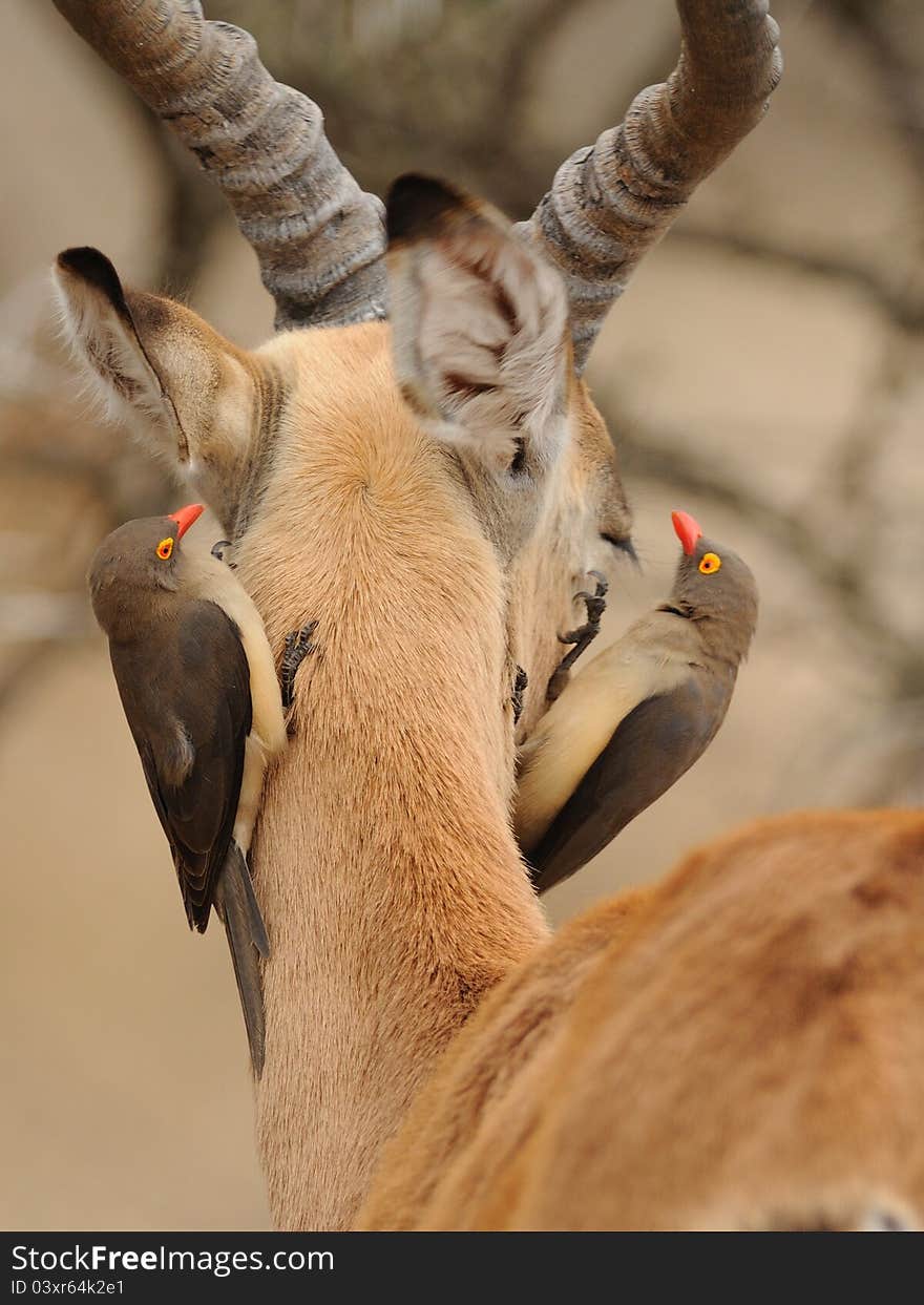 Oxpecker on the Head