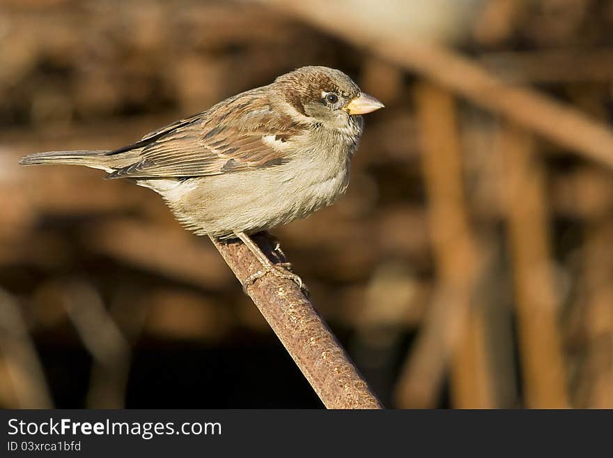 Sparrow In The Sun