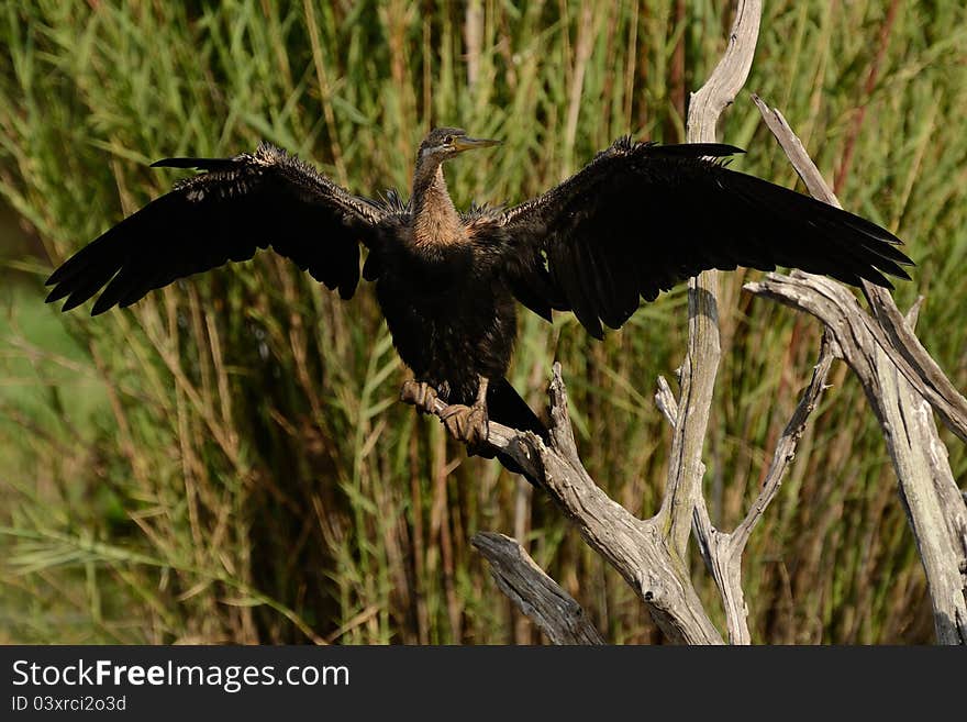 Drying the Wings