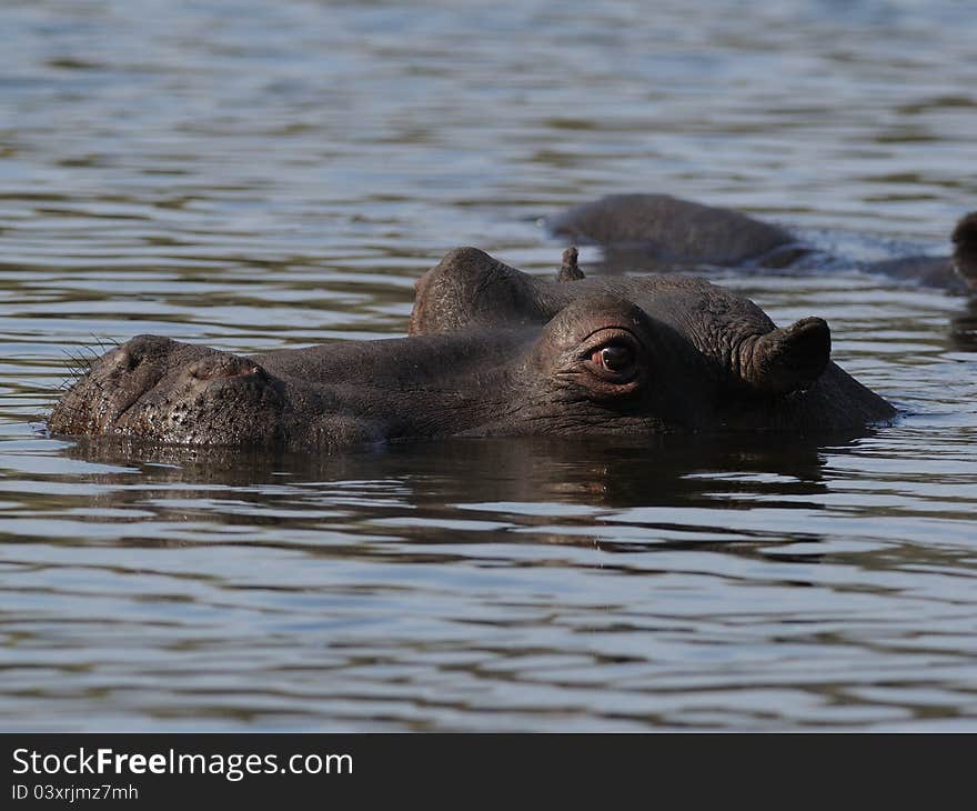 Hippopotamus in the Water