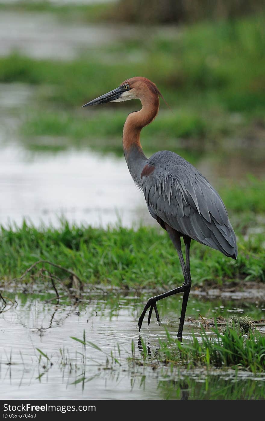 Wading Goliath Heron