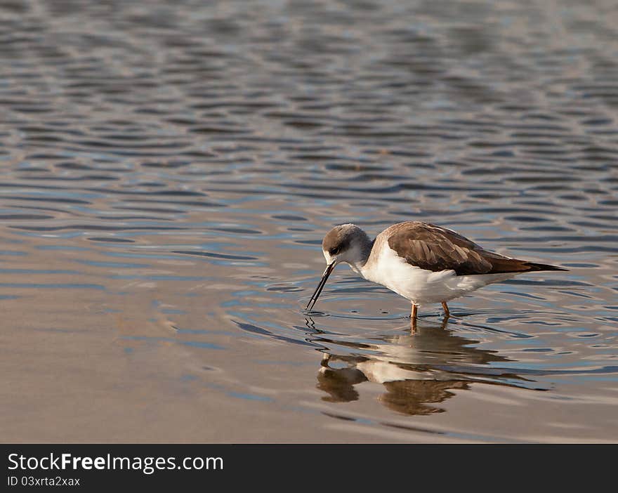 A Black-winged Stilt (Himantopus himantopus) uses it´s highly specialized beak to search for crustaceans, insects and little fishes on the water surface of a lagoon at the Tablas de Daimiel National Park in Spain. A Black-winged Stilt (Himantopus himantopus) uses it´s highly specialized beak to search for crustaceans, insects and little fishes on the water surface of a lagoon at the Tablas de Daimiel National Park in Spain.