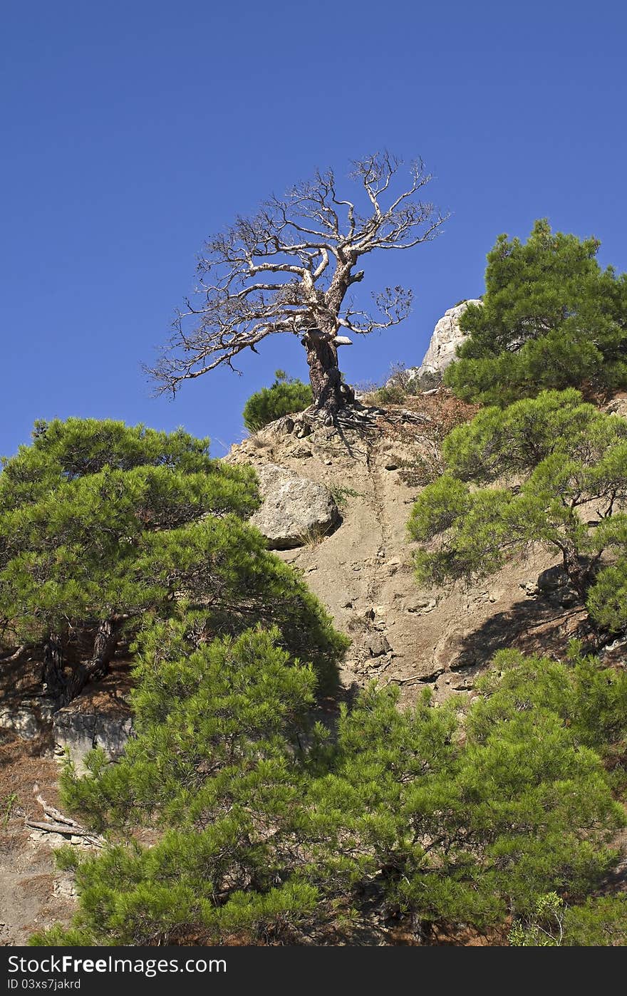 Crimean landscape with dead pine tree. Crimean landscape with dead pine tree.