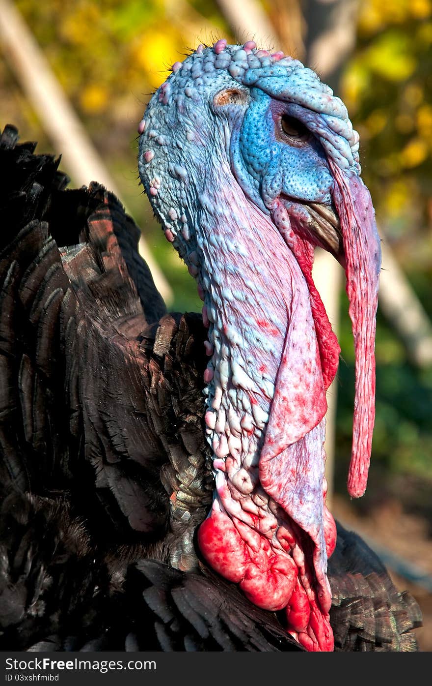 Close up of alive turkey