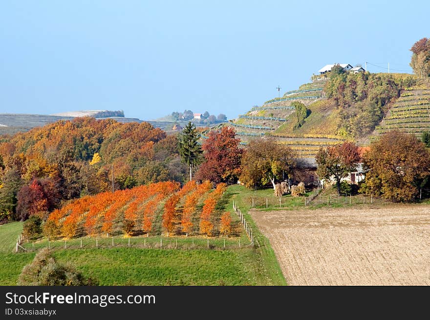 Wineyards and hills landscape at Robadje - Croatia