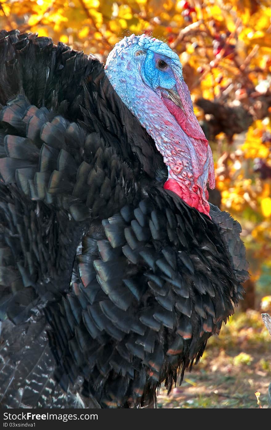 Portrait of alive turkey