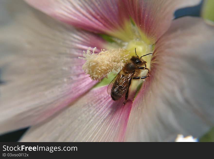 Macro lens reception of a cane rose blossom with honeybee.