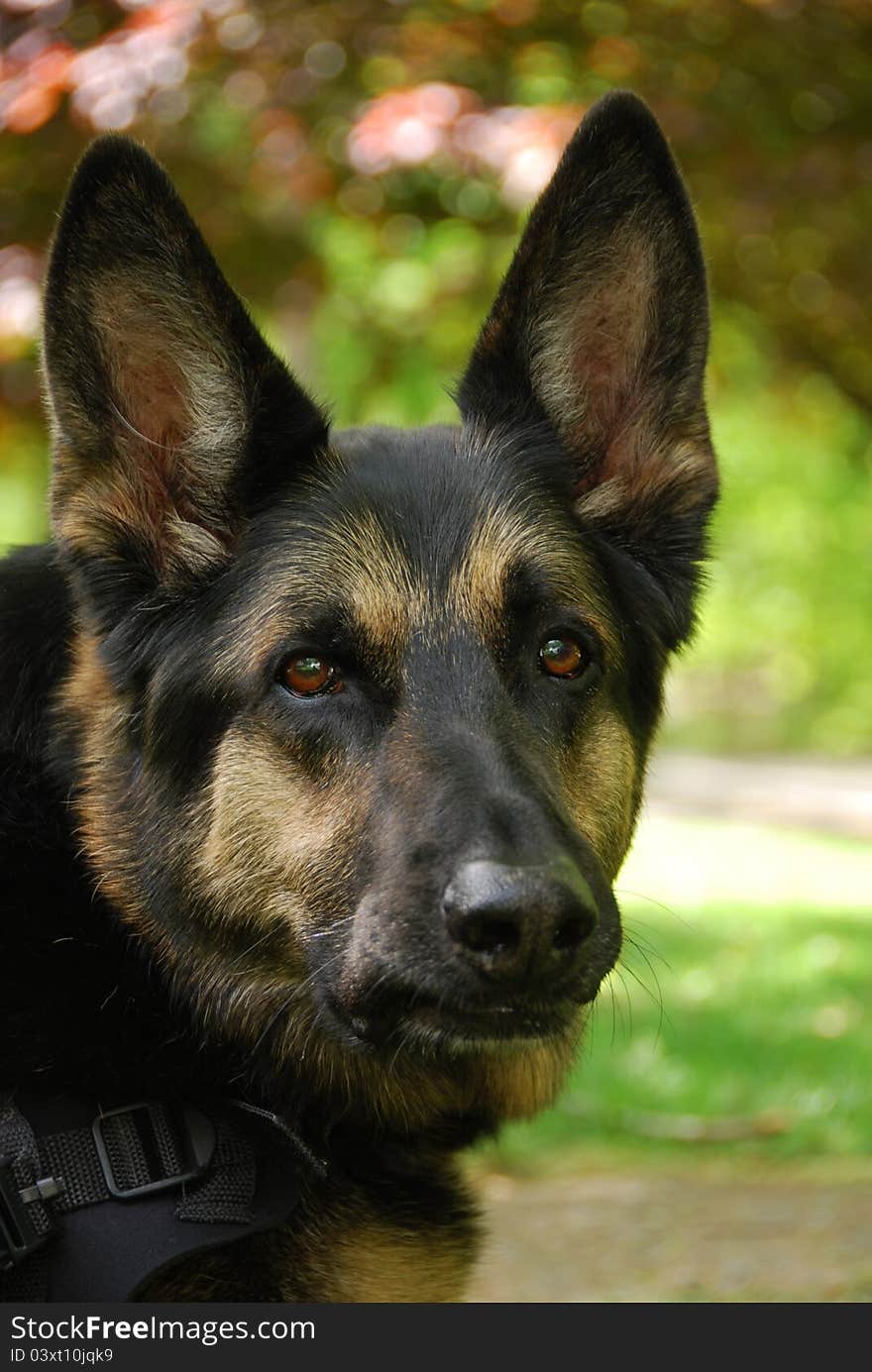 Vertical close up of german shepherd with his mouth closed and limited depth of field. Vertical close up of german shepherd with his mouth closed and limited depth of field