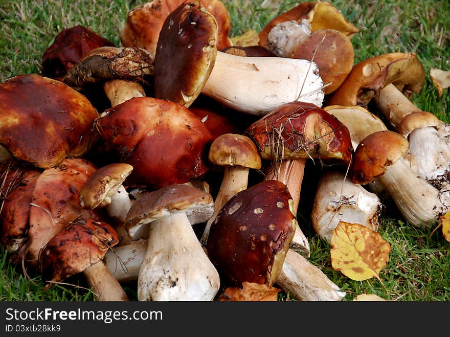 Harvest of beautiful porcini and Boletus edulis mushrooms. Harvest of beautiful porcini and Boletus edulis mushrooms