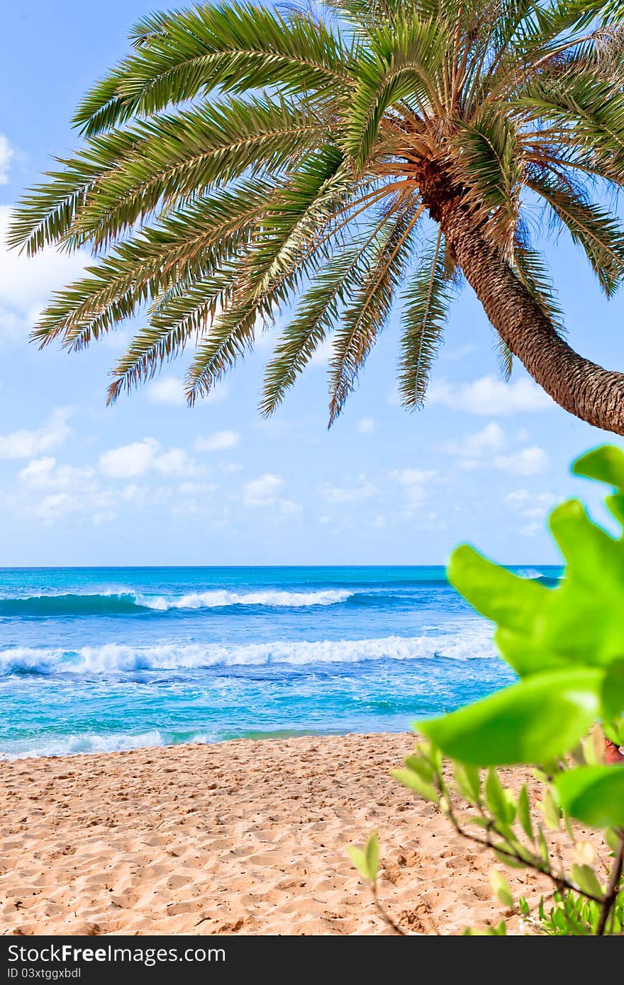 Palm Tree Hanging Over Beach.