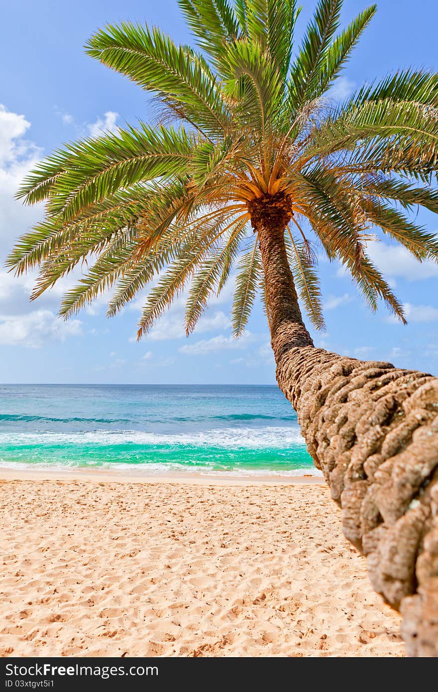 Beautiful palm tree over white sand beach. Summer nature view. Beautiful palm tree over white sand beach. Summer nature view.