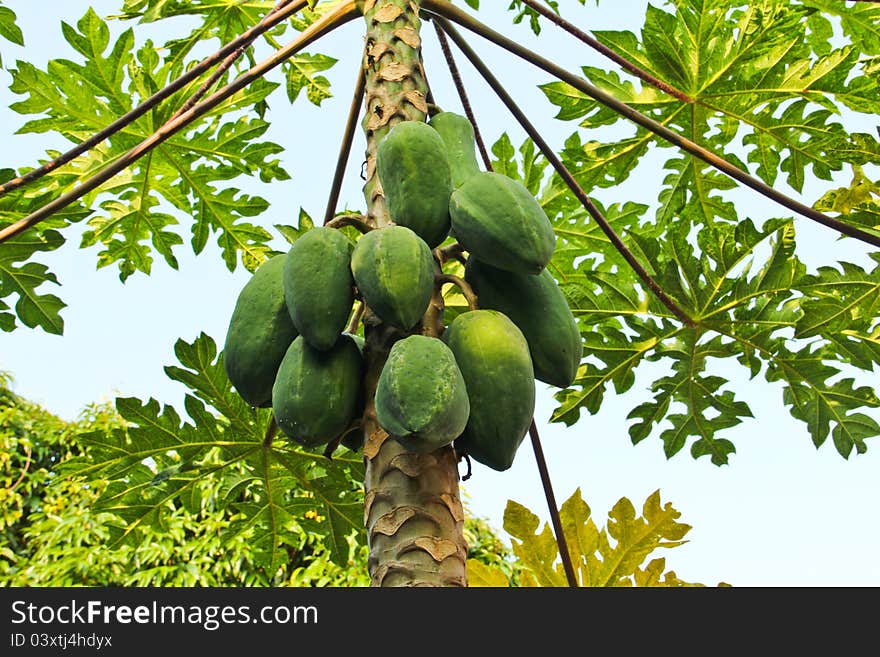 Young papaya on the tree