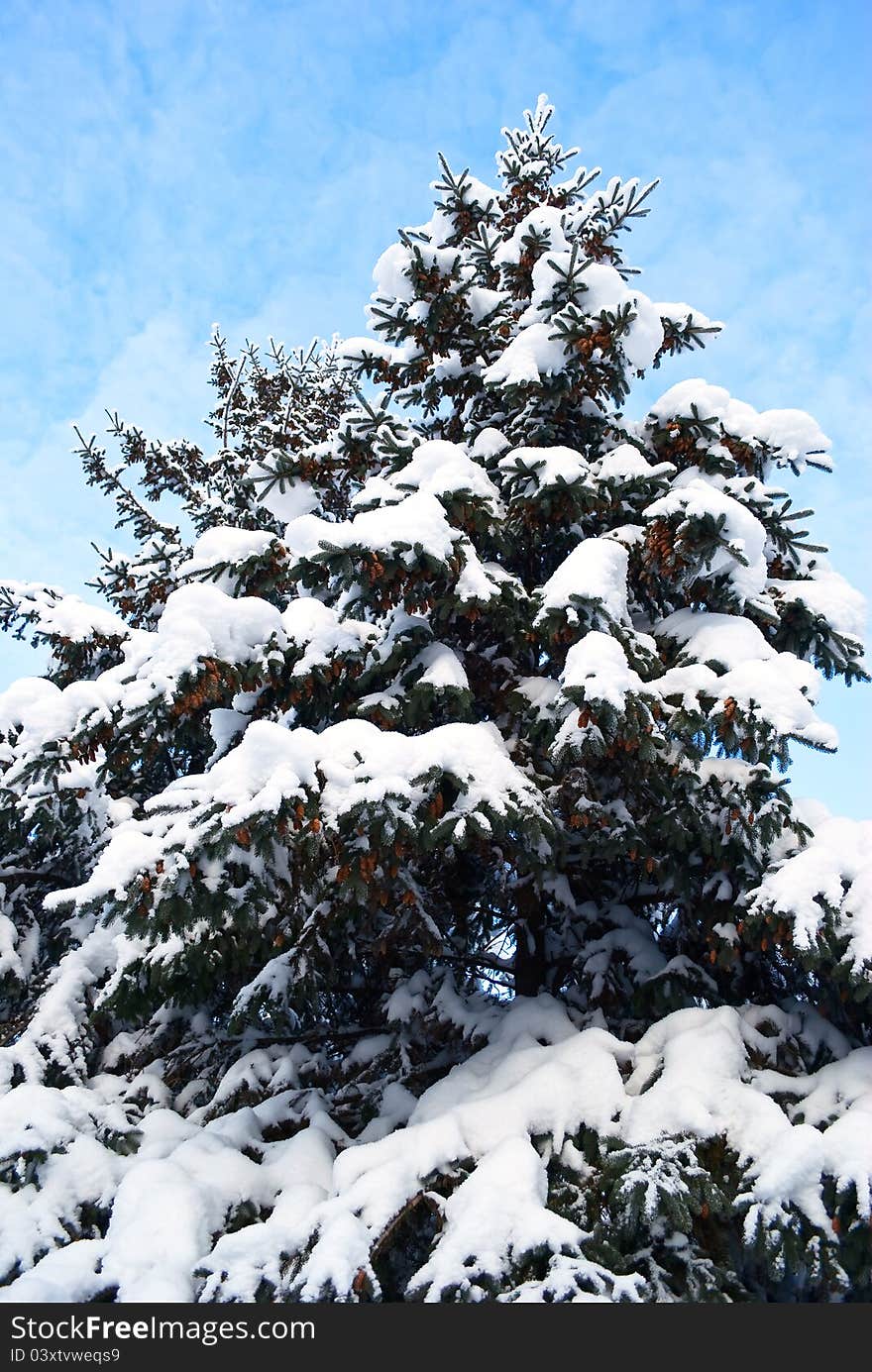 Big snow-clad spruce, close-up, on background sky. Big snow-clad spruce, close-up, on background sky.