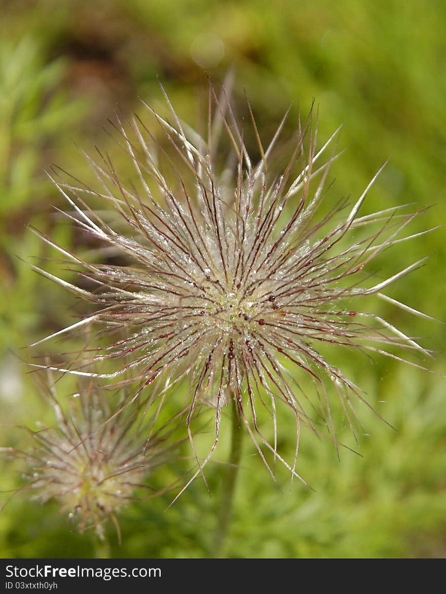 Spiky plant pulsatila halleri