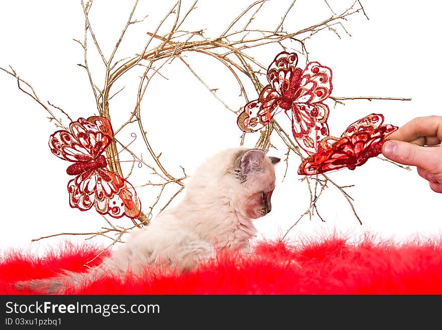 Kitten on a red fluffy cover with butterflies