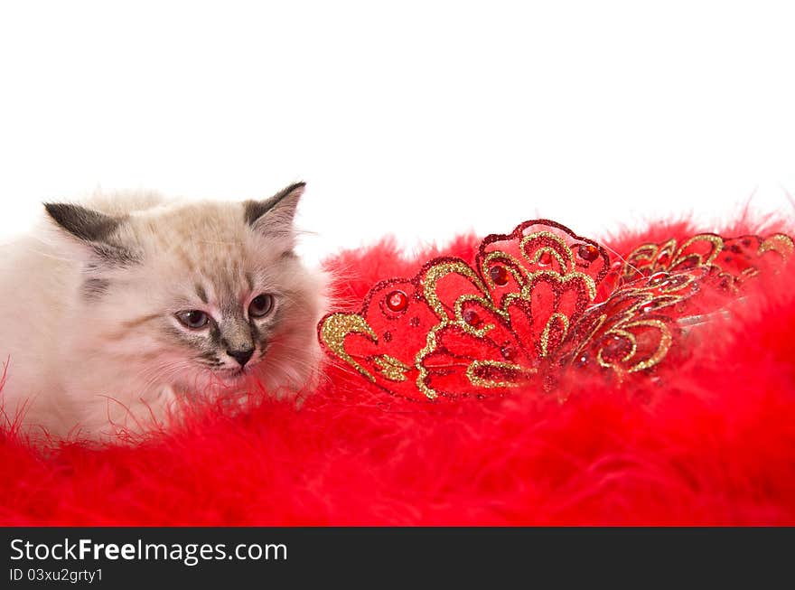 Small kitten on a red fluffy cover with butterflies