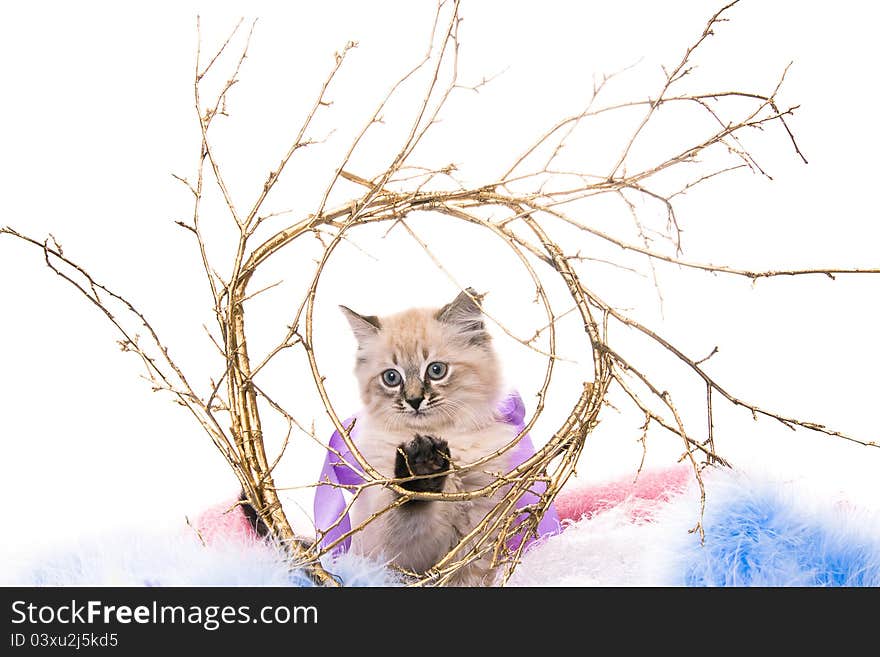 Kitten on New Year's blue fluffy coating accessories whith branches