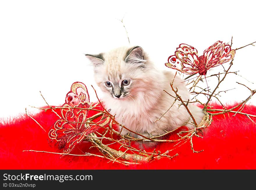 Kitten on a red fluffy cover with butterflies and gold branches