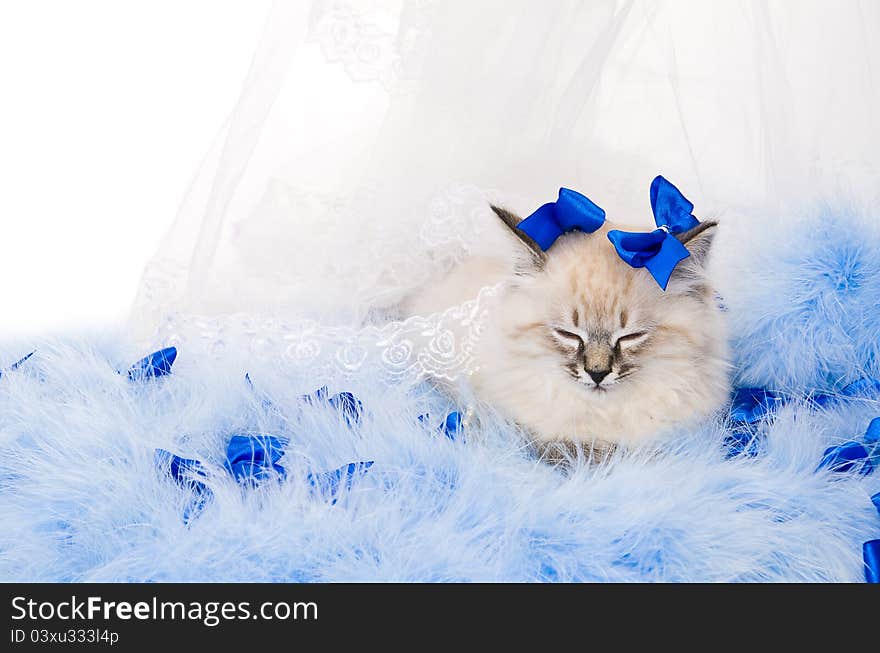 Kitten on New Year's blue fluffy coating accessories. Kitten on New Year's blue fluffy coating accessories