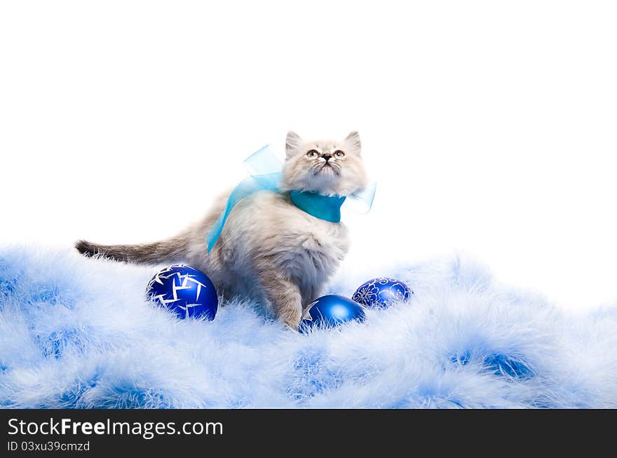 Kitten on New Year's blue fluffy coating accessories. Kitten on New Year's blue fluffy coating accessories