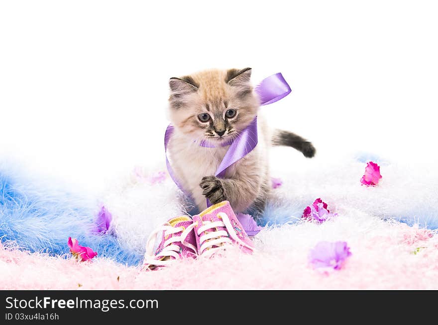 Kitten on New Year's blue fluffy coating accessories. Kitten on New Year's blue fluffy coating accessories