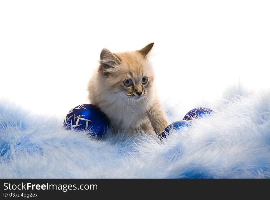 Kitten on New Year's blue fluffy coating accessories. Kitten on New Year's blue fluffy coating accessories