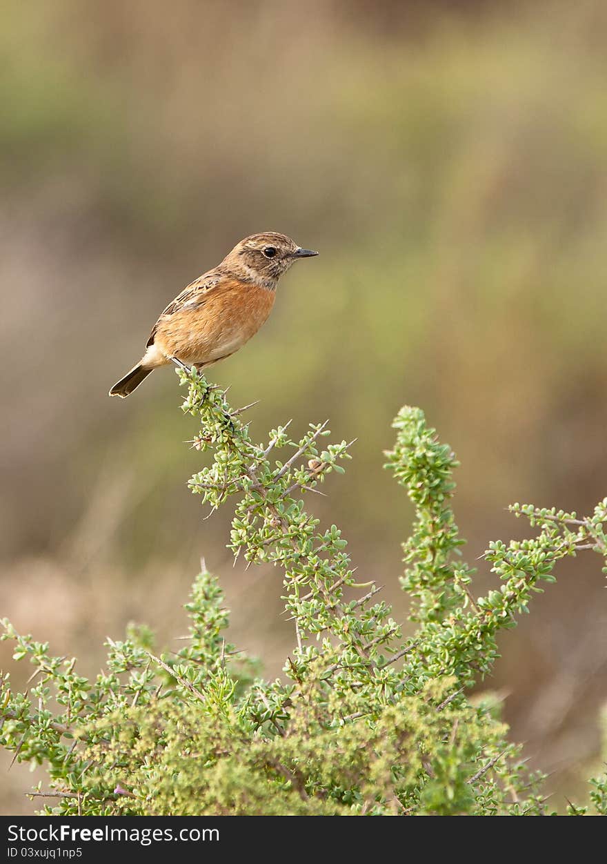 Stonechats (Saxicola rubicola) are among the easiest birds to see as they like to perch on any type of prominent place, even a spiny bush as this female Stonechat does. Stonechats (Saxicola rubicola) are among the easiest birds to see as they like to perch on any type of prominent place, even a spiny bush as this female Stonechat does.