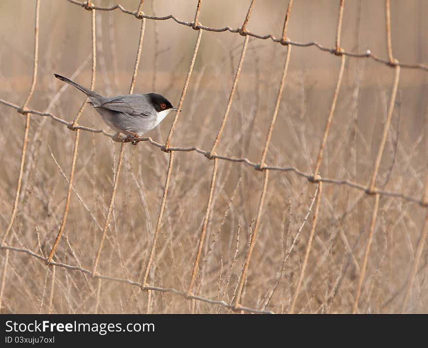 The elusive Sardinian Warbler