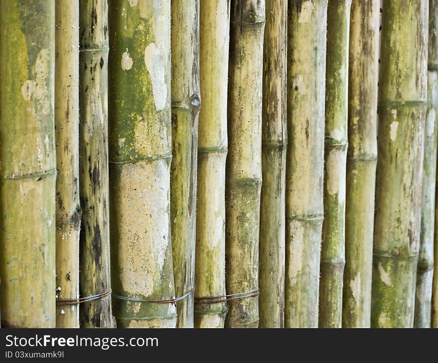 Bamboo stick use as background