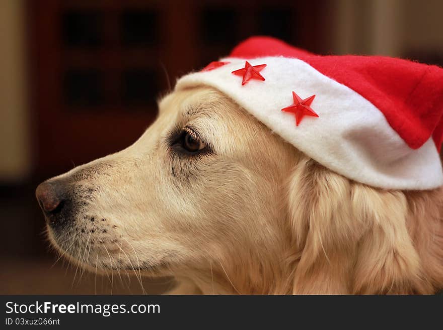 Funny and lovely dog is ready for Christmas. Funny and lovely dog is ready for Christmas